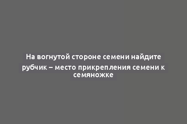 На вогнутой стороне семени найдите рубчик – место прикрепления семени к семяножке