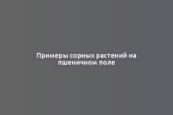 Примеры сорных растений на пшеничном поле