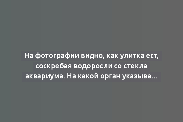 На фотографии видно, как улитка ест, соскребая водоросли со стекла аквариума. На какой орган указывает стрелка?