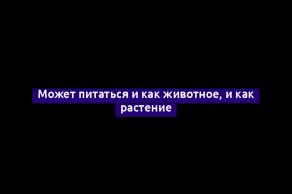 Может питаться и как животное, и как растение