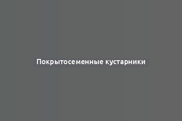 Покрытосеменные кустарники