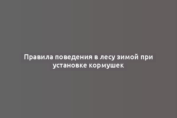 Правила поведения в лесу зимой при установке кормушек