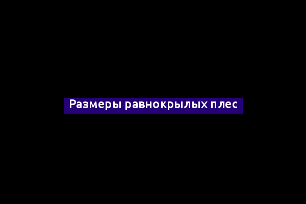 Размеры равнокрылых плес