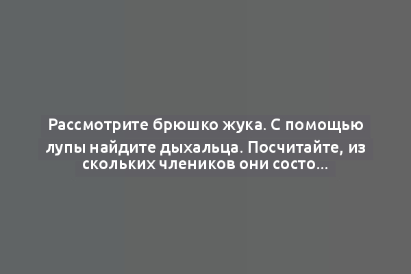 Рассмотрите брюшко жука. С помощью лупы найдите дыхальца. Посчитайте, из скольких члеников они состоят.