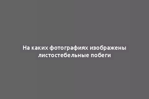 На каких фотографиях изображены листостебельные побеги