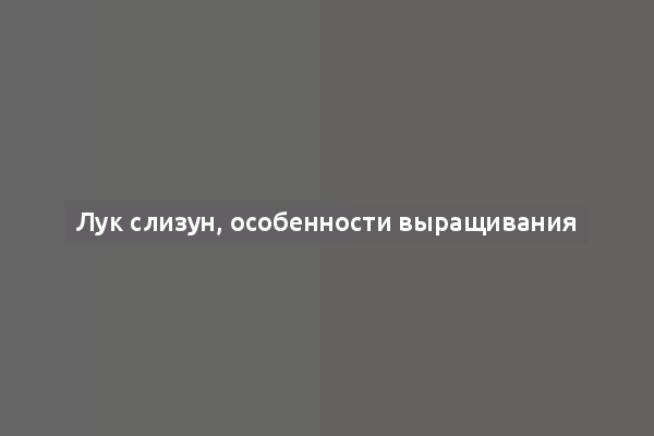 Лук слизун, особенности выращивания