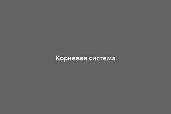 Корневая система