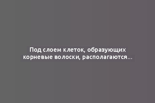 Под слоем клеток, образующих корневые волоски, располагаются...