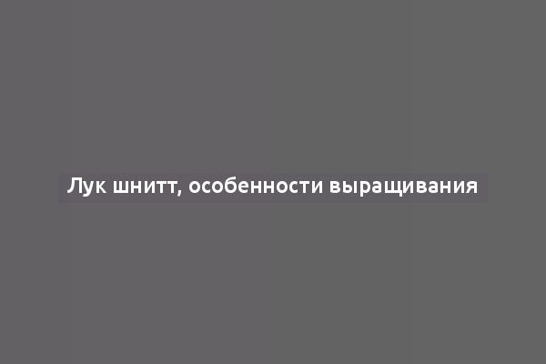 Лук шнитт, особенности выращивания