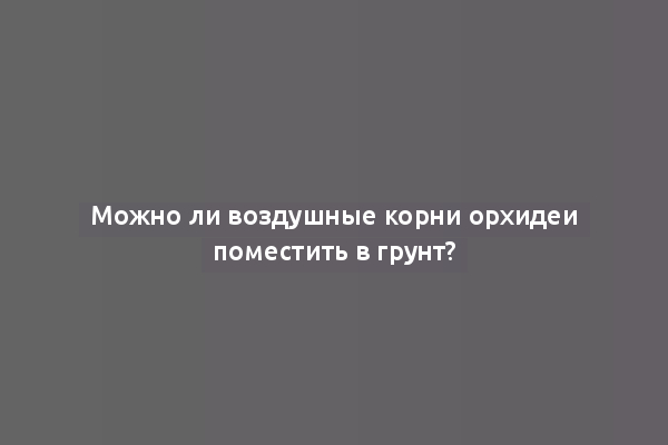 Можно ли воздушные корни орхидеи поместить в грунт?