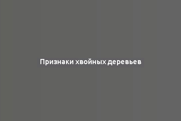 Признаки хвойных деревьев