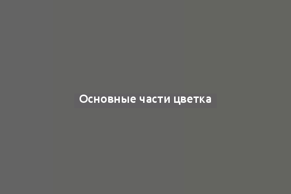 Основные части цветка